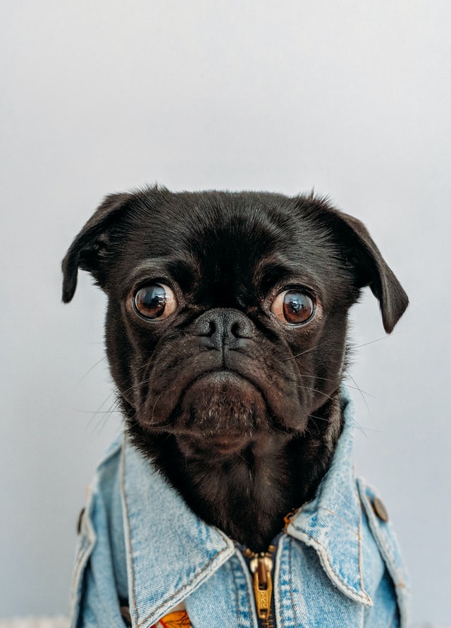 black pug dog