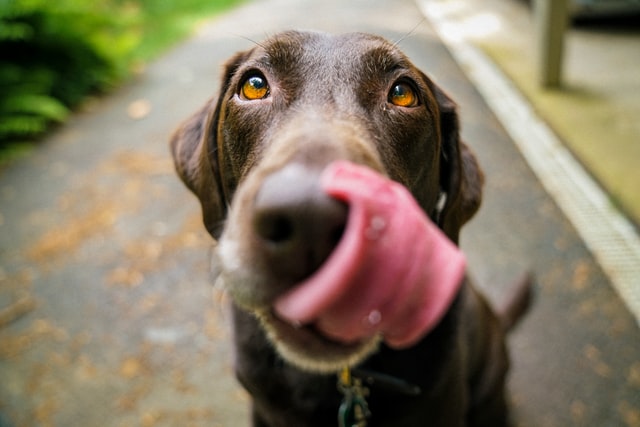 dog kiss